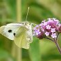 large white